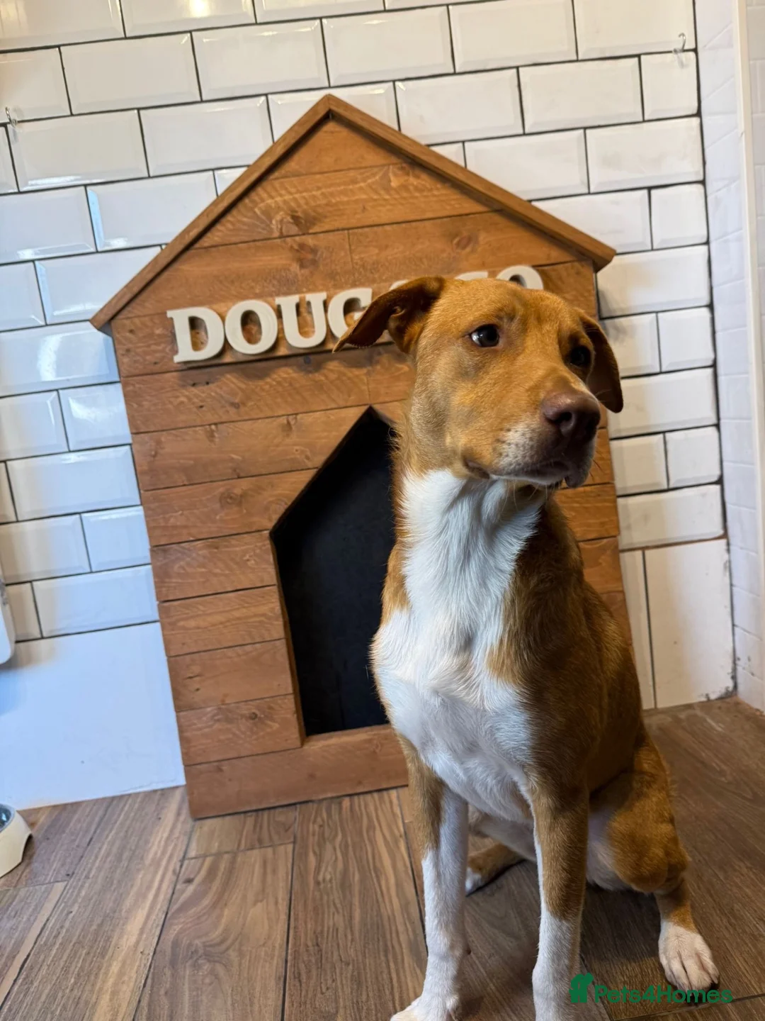 Mixed Breed dogs for sale: 🐾 DYLAN — GORGEOUS 2-YEAR - trained and easy goin - Advert 2