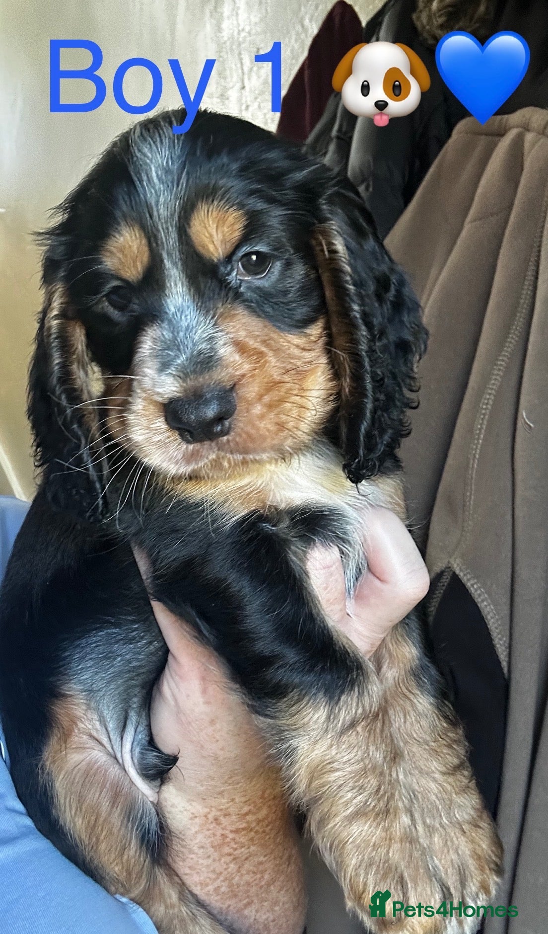 Cocker Spaniel dogs 9 weeks old Cocker Spaniels  £1650 💖💙💖💙 - Advert 1