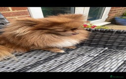 Pomeranian dogs for sale: Female pom 3 years old read description  - Image 2