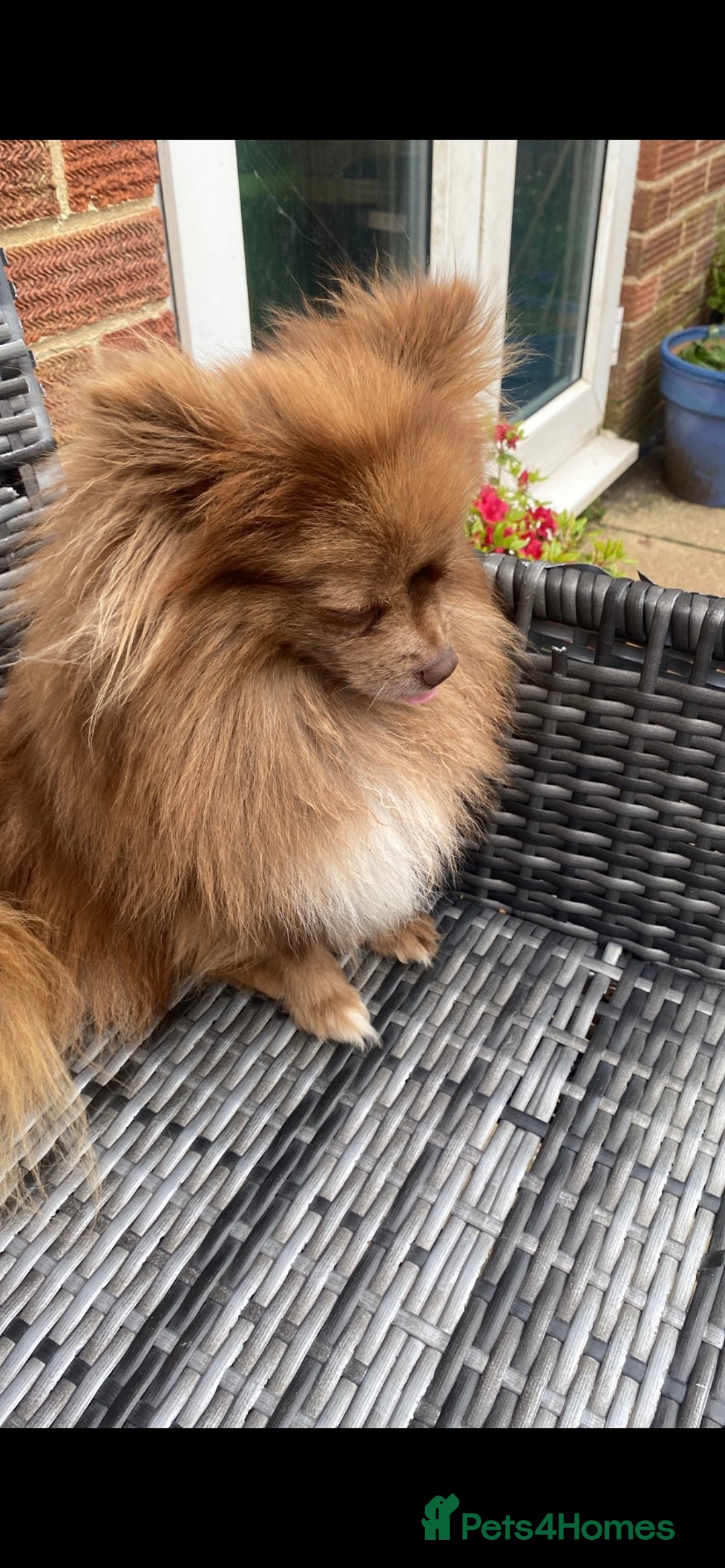 Pomeranian dogs for sale: Female pom 3 years old read description  - Image 2