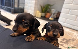 Miniature Dachshund dogs for sale: Miniature daschunds  - Image 6