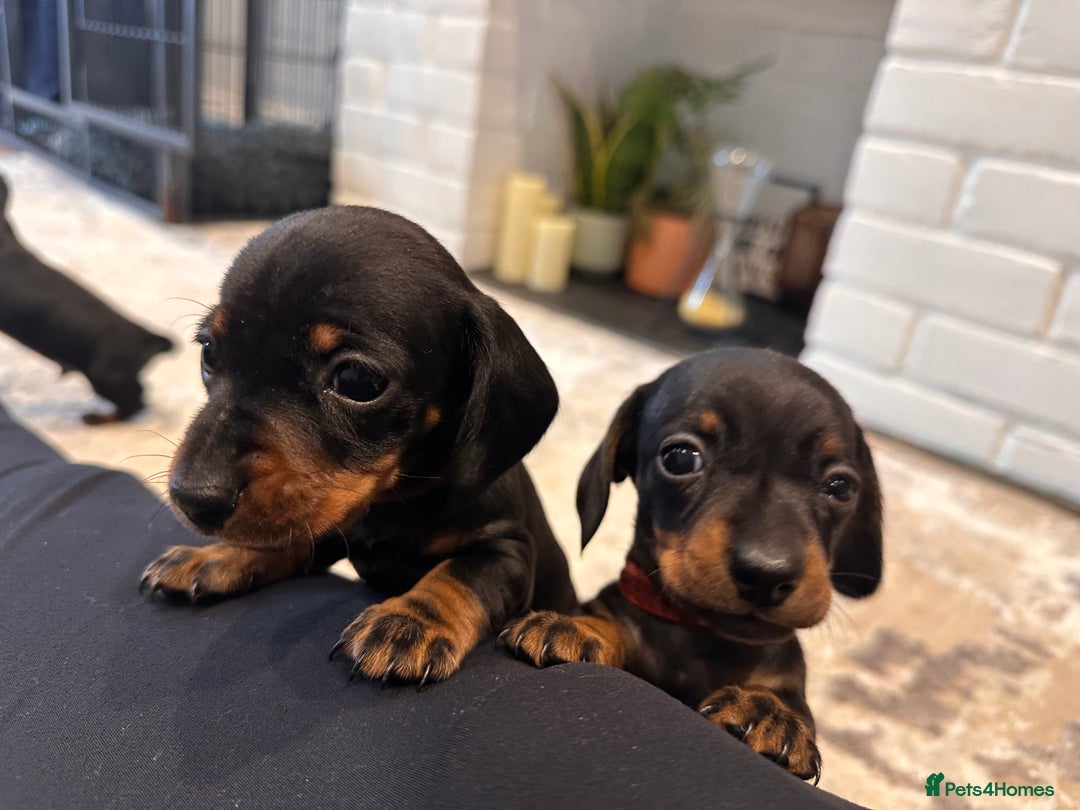 Miniature Dachshund dogs for sale: Miniature daschunds  - Image 6