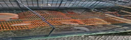 Gerbil rodents for sale: 4 x female gerbils 7 weeks old with cage  - Advert 5