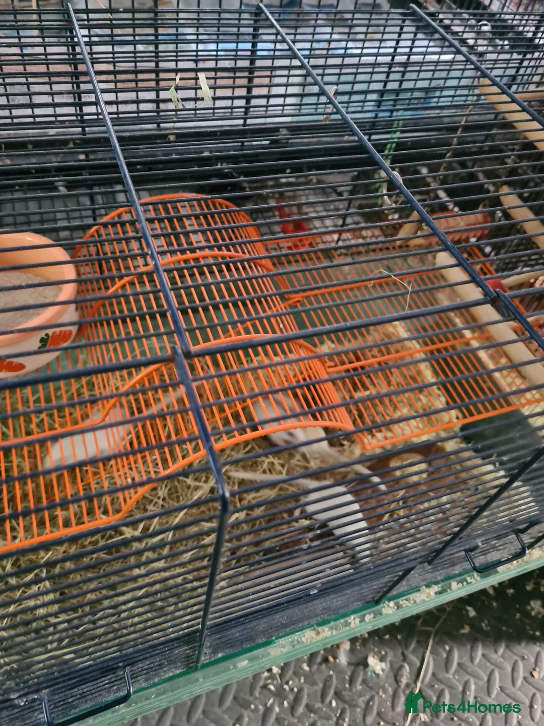 Gerbil rodents for sale: 4 x female gerbils 7 weeks old with cage  - Advert 5