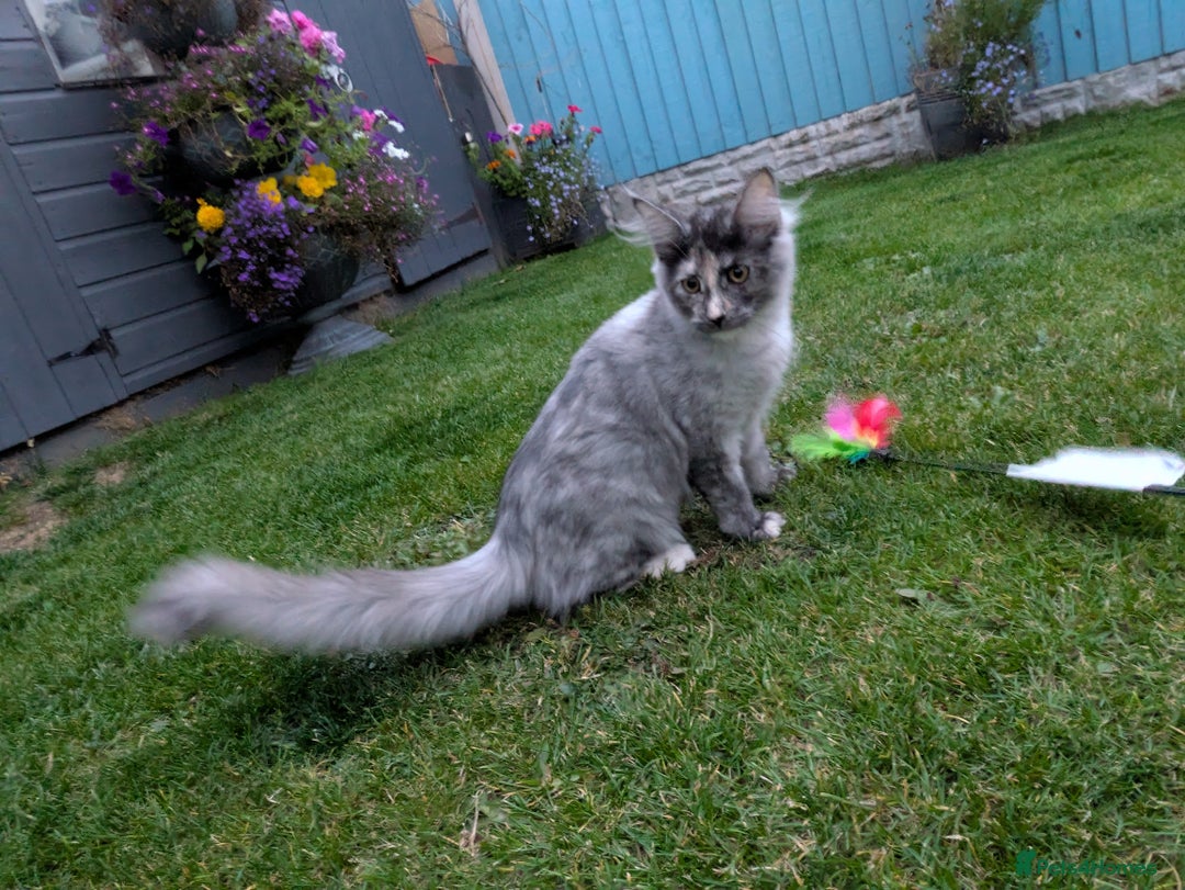 Maine Coon cats for sale: Maine coons 1 Boy left ready now - Image 27