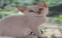Mixed Breed cats for sale: Adorable Pedigree kitten - GCCF - REDUCED PRICE - Image 11