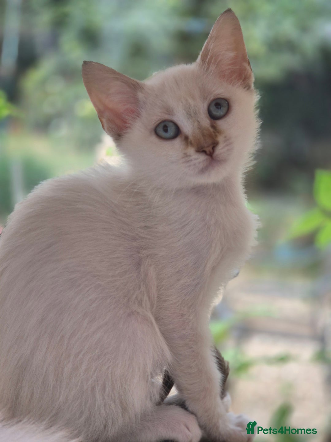 Mixed Breed cats for sale: Adorable Pedigree kitten - GCCF - REDUCED PRICE - Image 11