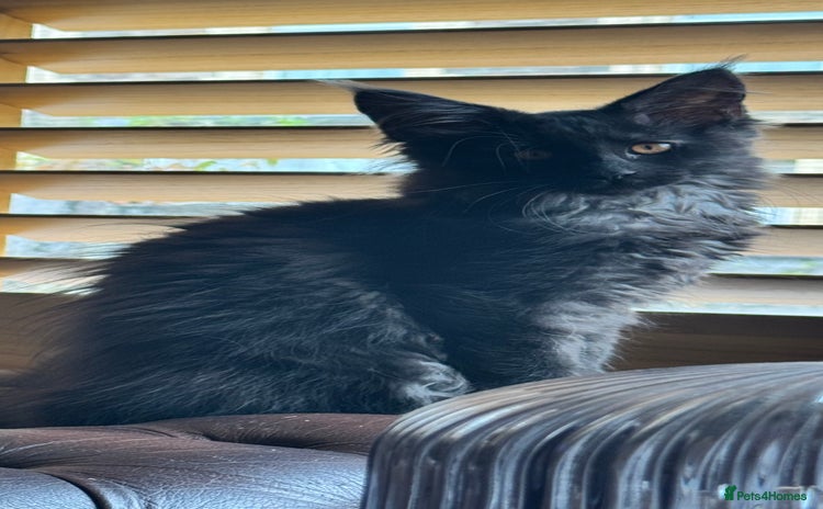 Maine Coon cats - Advert 1