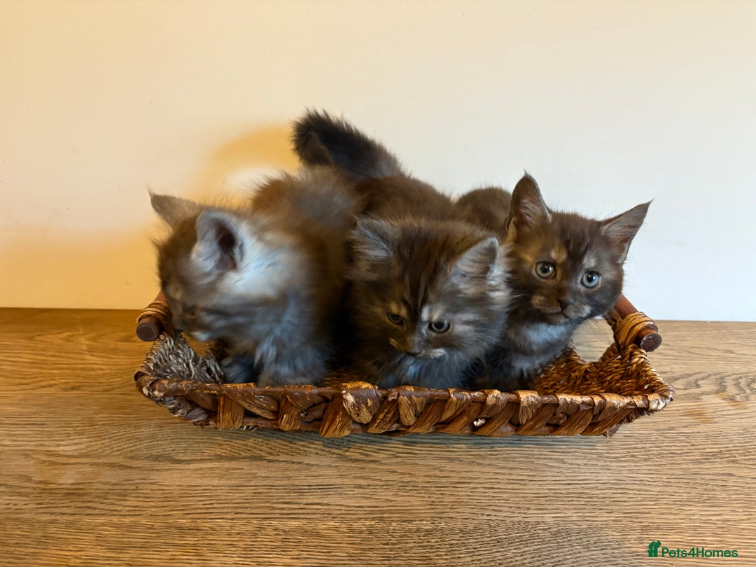 Maine Coon cats for sale: 🐾 Russian Maine Coon Kittens – TICA Registered 🐾 - Image 15
