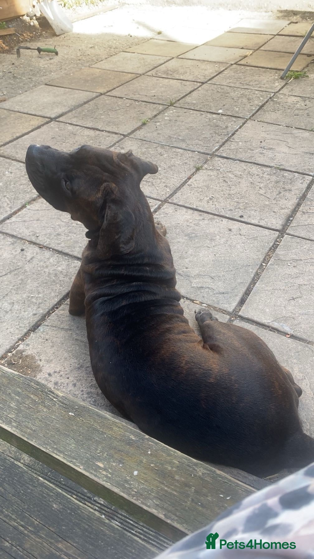 Mixed Breed dogs Dakota  - Advert 2