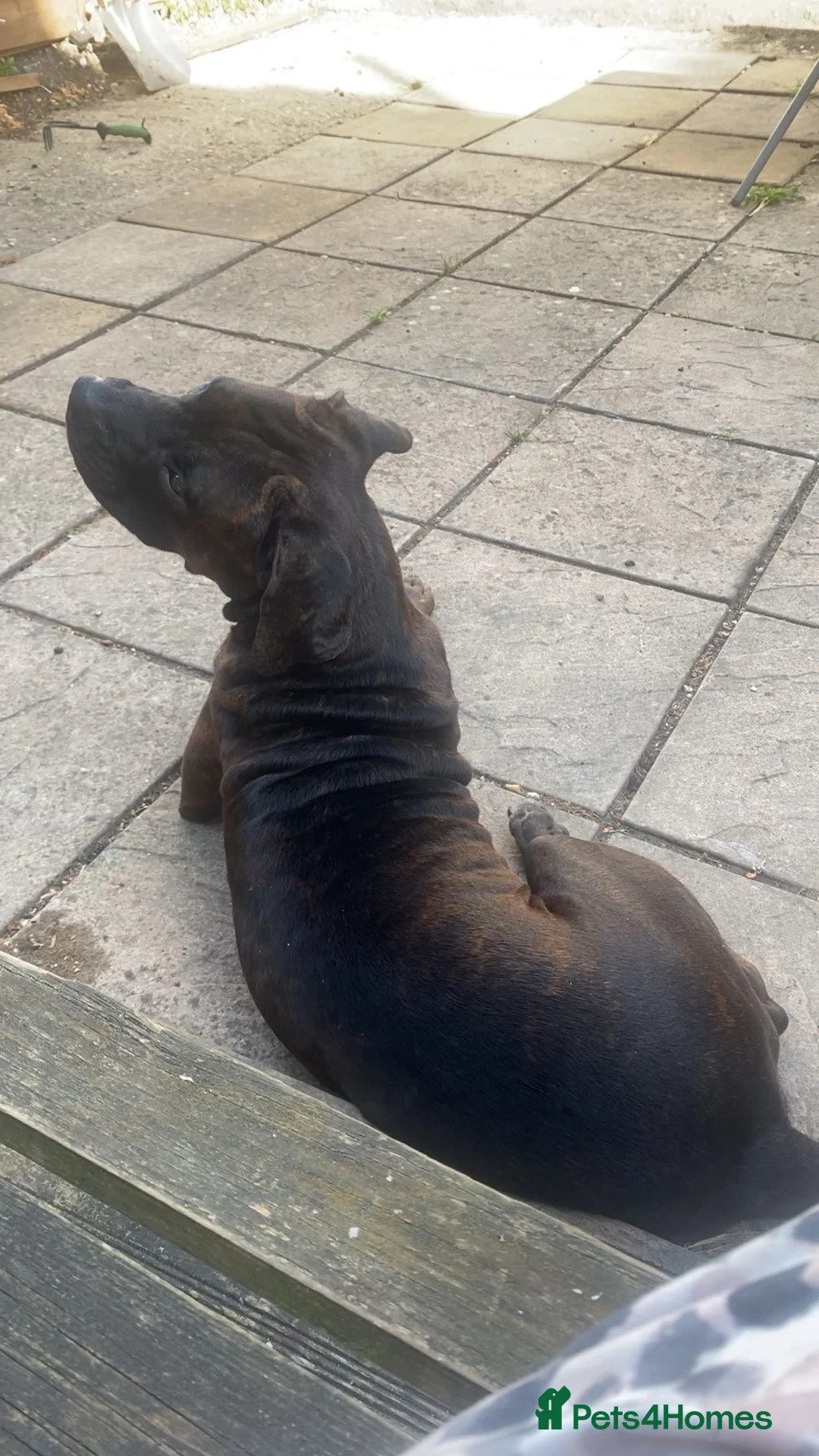 Mixed Breed dogs for sale: Dakota  in Folkestone - Advert 1