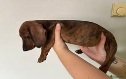 Miniature Dachshund dogs for sale: 3 dashund for sale  in Bolton - Image 6