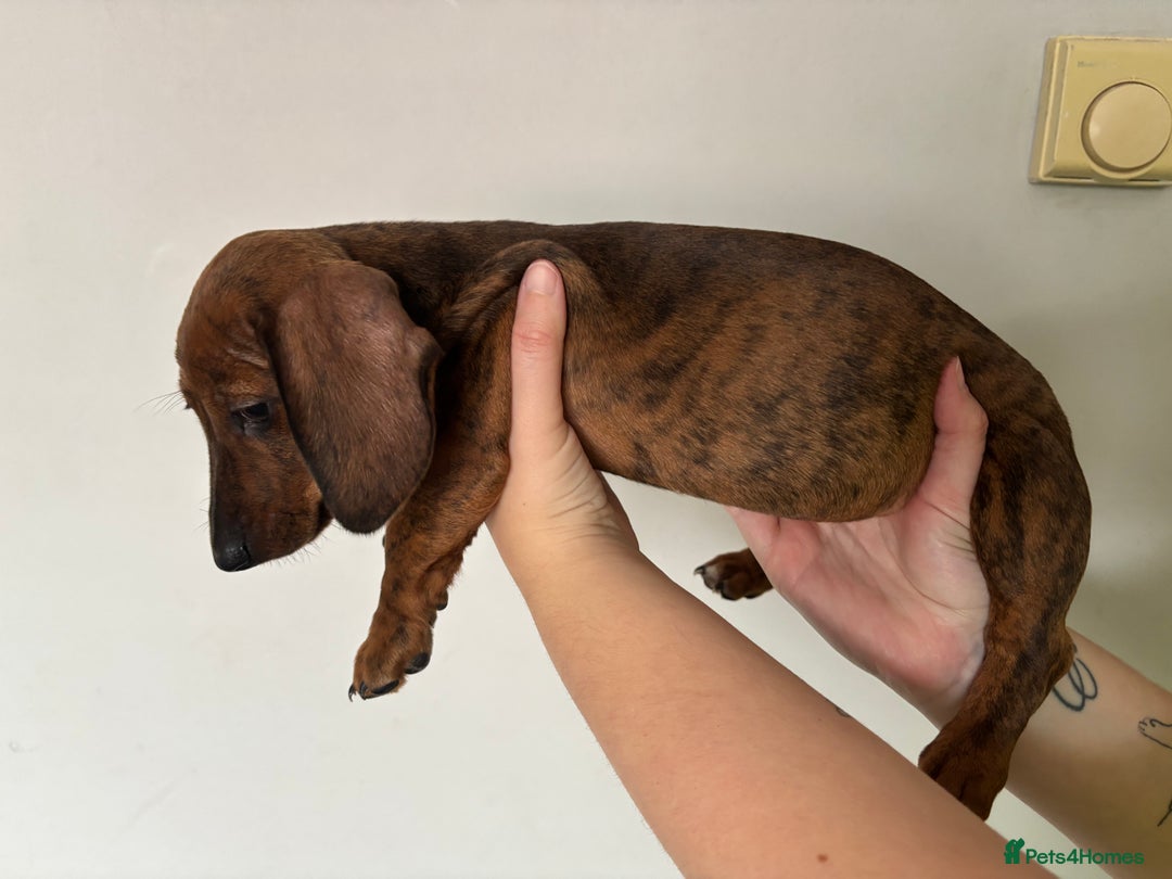 Miniature Dachshund dogs for sale: 3 dashund for sale  in Bolton - Image 6