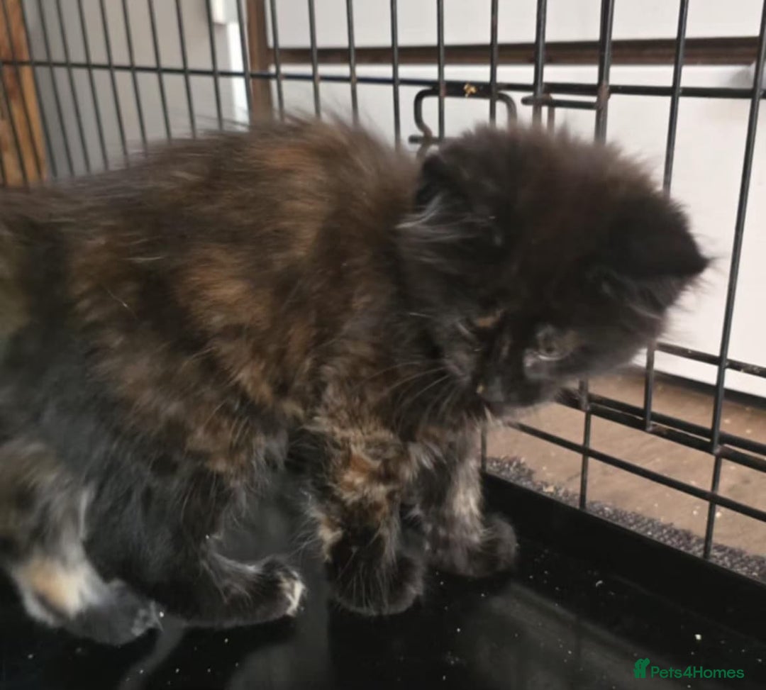 Maine Coon cats for sale: Maine coon purebred pedigre xl active in Barnsley - Image 18