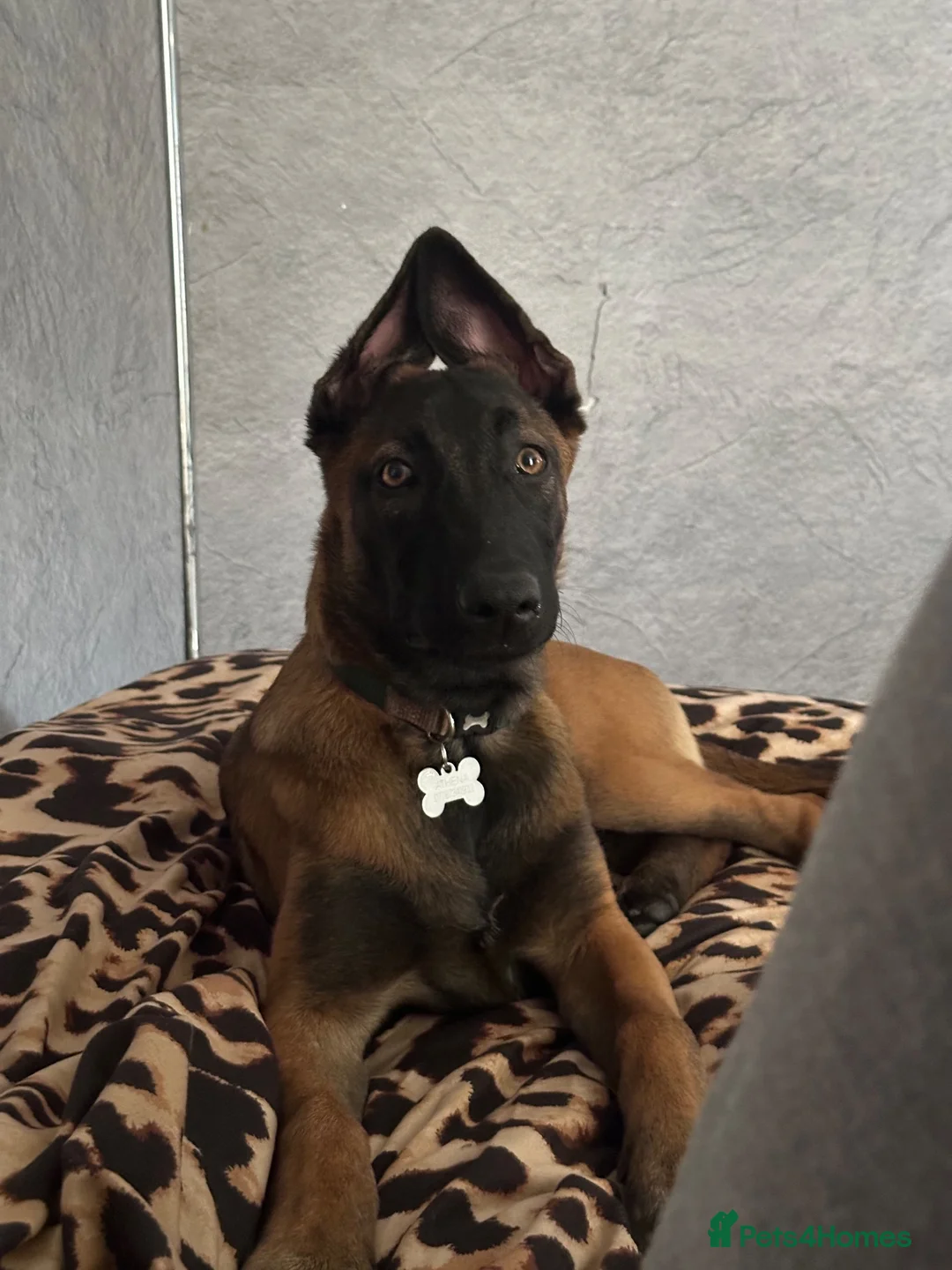Belgian Shepherd Dog dogs for sale: 4 Month old Belgian Malinois in Telford - Advert 2