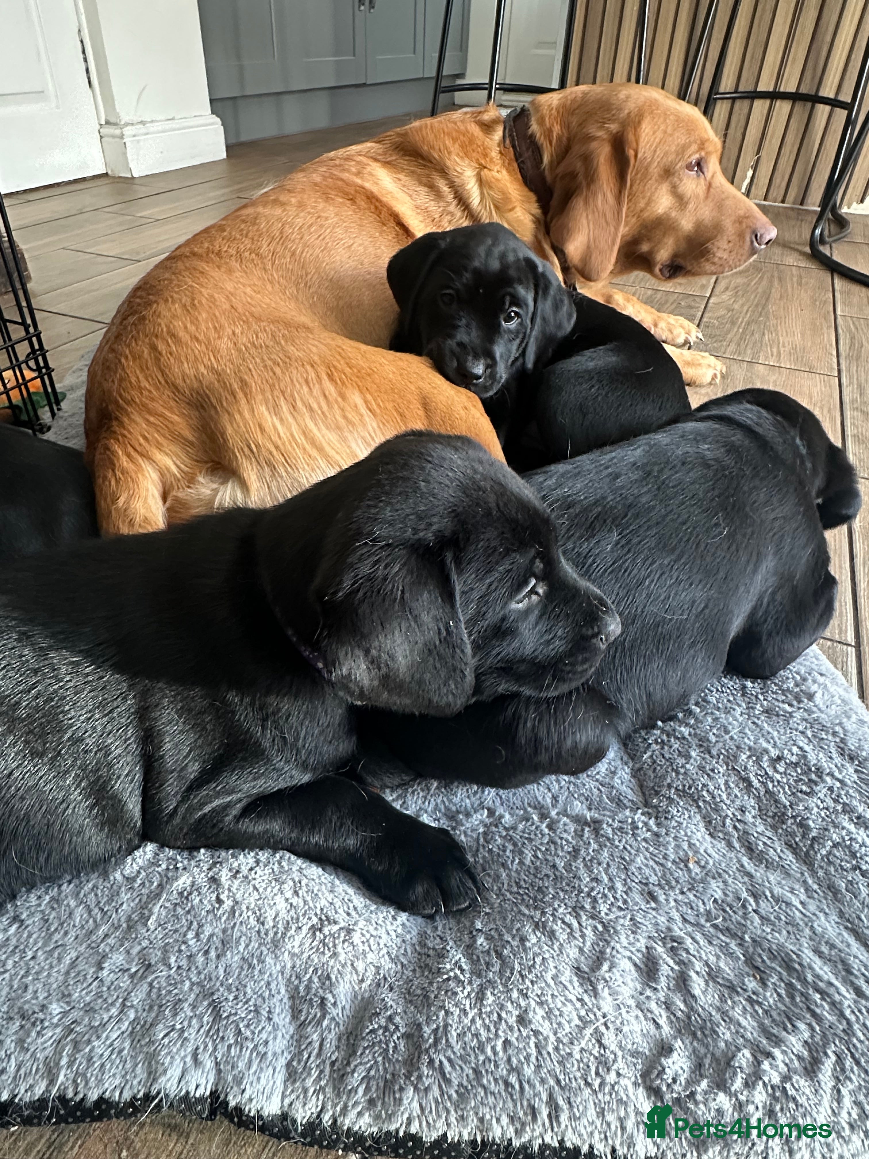 Labrador Retriever dogs Velvet black old English Labrador puppies  - Advert 1