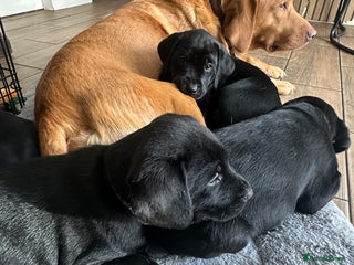 Labrador Retriever dogs Velvet black old English Labrador puppies - Advert 3