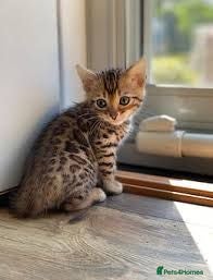 Bengal cats 🐾 Beautiful Bengal Kittens  - Advert 3