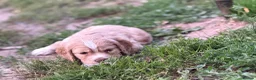 Sprocker dogs for sale: Gorgeous golden working sprokers - Advert 12