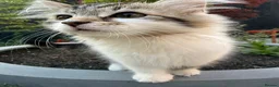 British Shorthair cats for sale: Stunning cross bread unique kitten ready for you. in Croydon - Advert 13