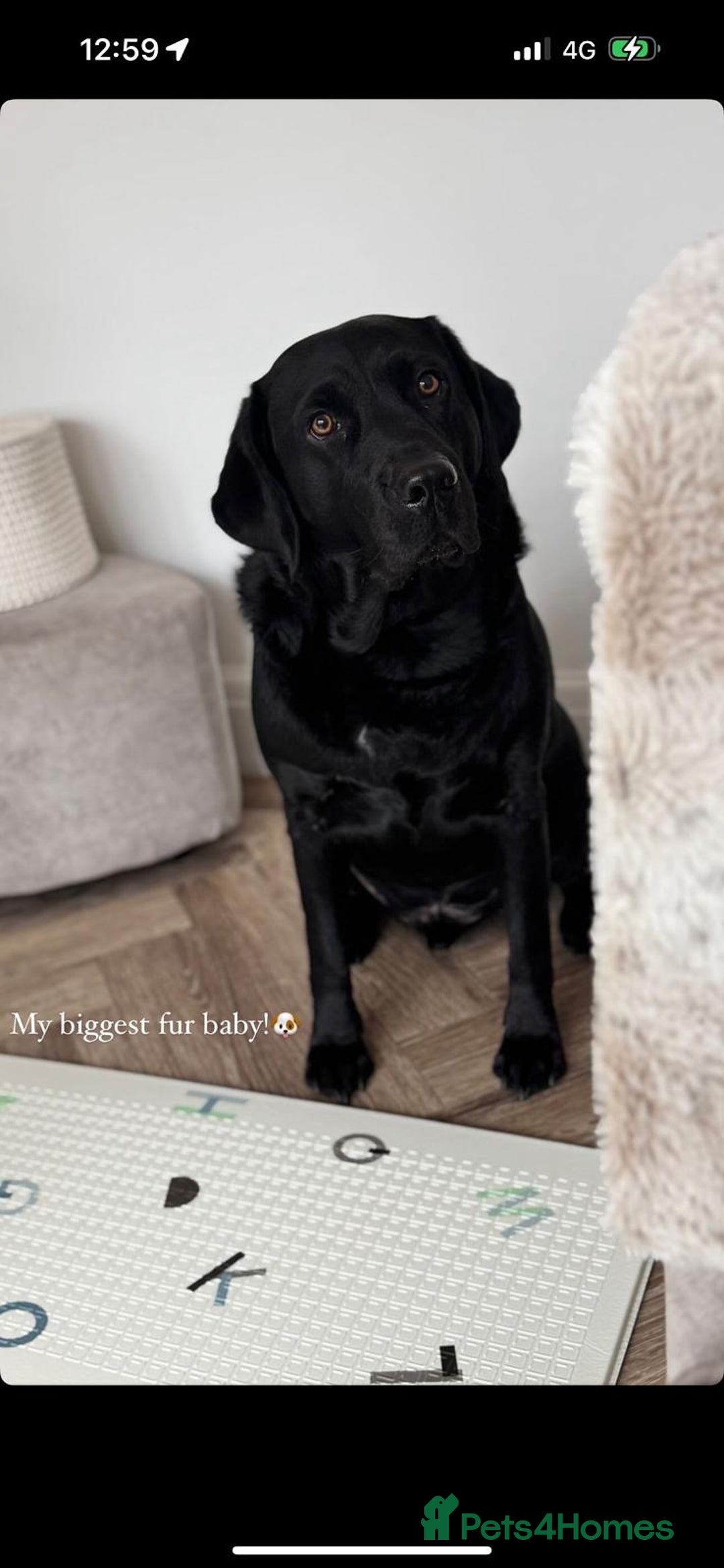 Labrador Retriever dogs for sale: Ralph - Labrador retriever  - Advert 3