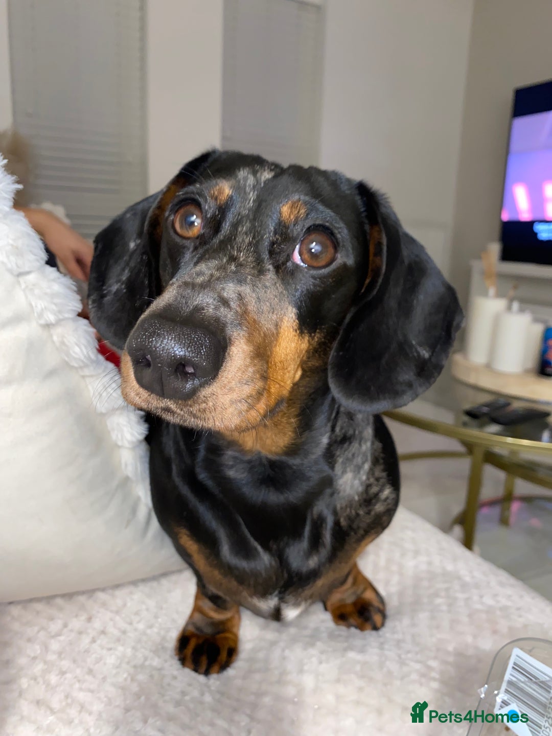 Dachshund dogs for sale: Daschund  - Image 13