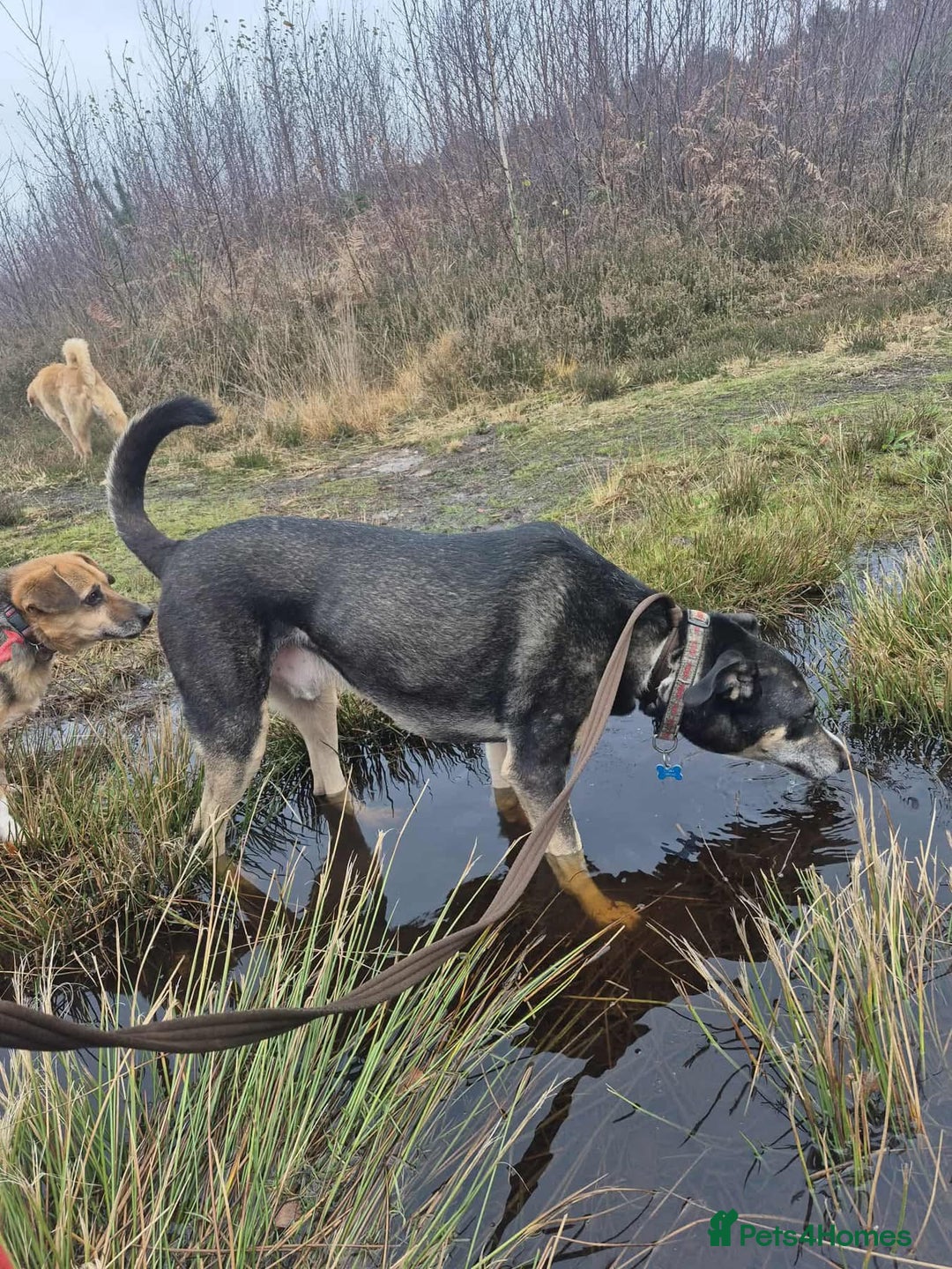 Mixed Breed dogs for adoption: Ralph - Norwich Norfolk  - Advert 1