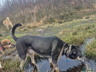 Mixed Breed dogs Ralph - Norwich Norfolk - Advert 1