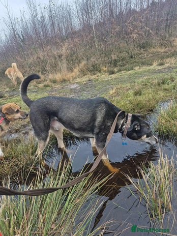 Mixed Breed dogs Ralph - Norwich Norfolk - Advert 2