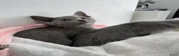 Russian Blue cats for sale: TICA active boy and girl Russian Blue kittens  - Advert 6