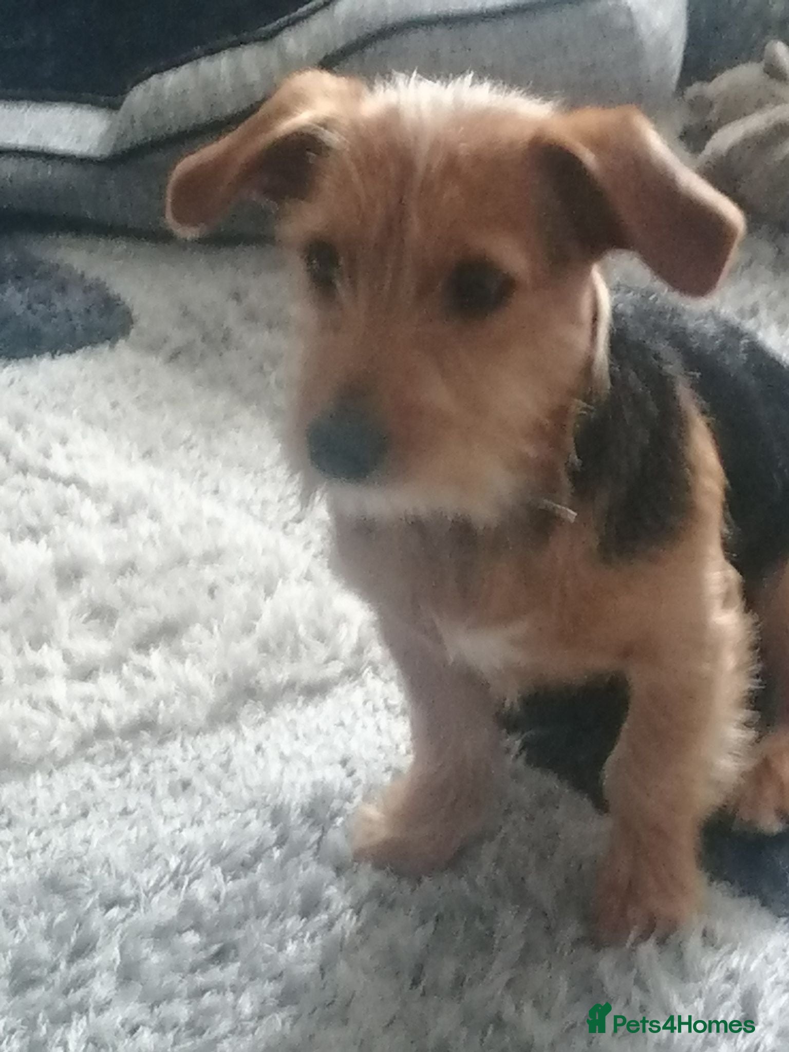 Mixed Breed dogs Yorkie Cross Jack Russell - Advert 14