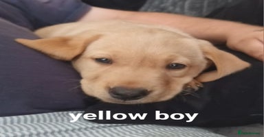 Labrador Retriever dogs - Advert 13