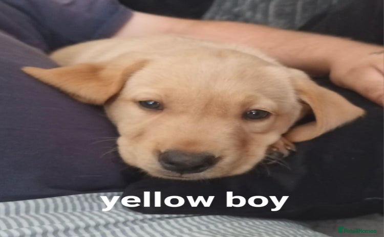 Labrador Retriever dogs - Advert 10