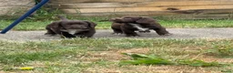 Cocker Spaniel dogs for sale: Working Cocker Spaniel Puppies  - Advert 20