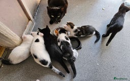 British Shorthair cats for sale: Kittens in Northampton - Image 3