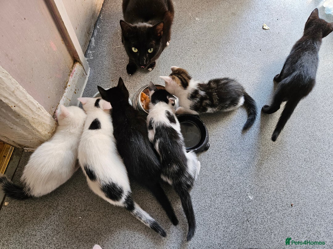 British Shorthair cats for sale: Kittens in Northampton - Image 3