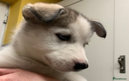 Utonagan dogs for sale: Husky x malamute  - Image 24