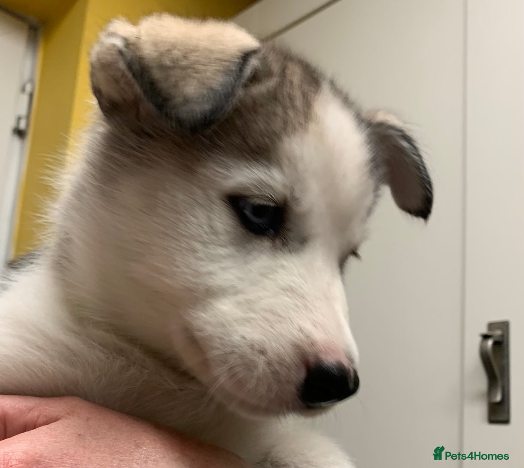 Utonagan dogs for sale: Husky x malamute  - Image 24