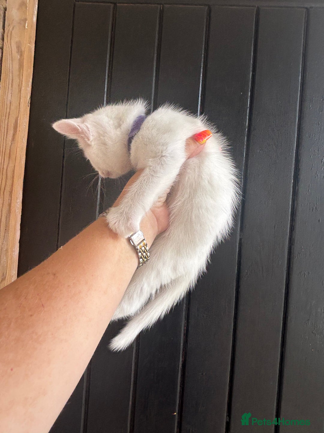 Maine Coon cats for sale: 3 boys Maine coon & 1 white female ready 13th aug! - Image 9