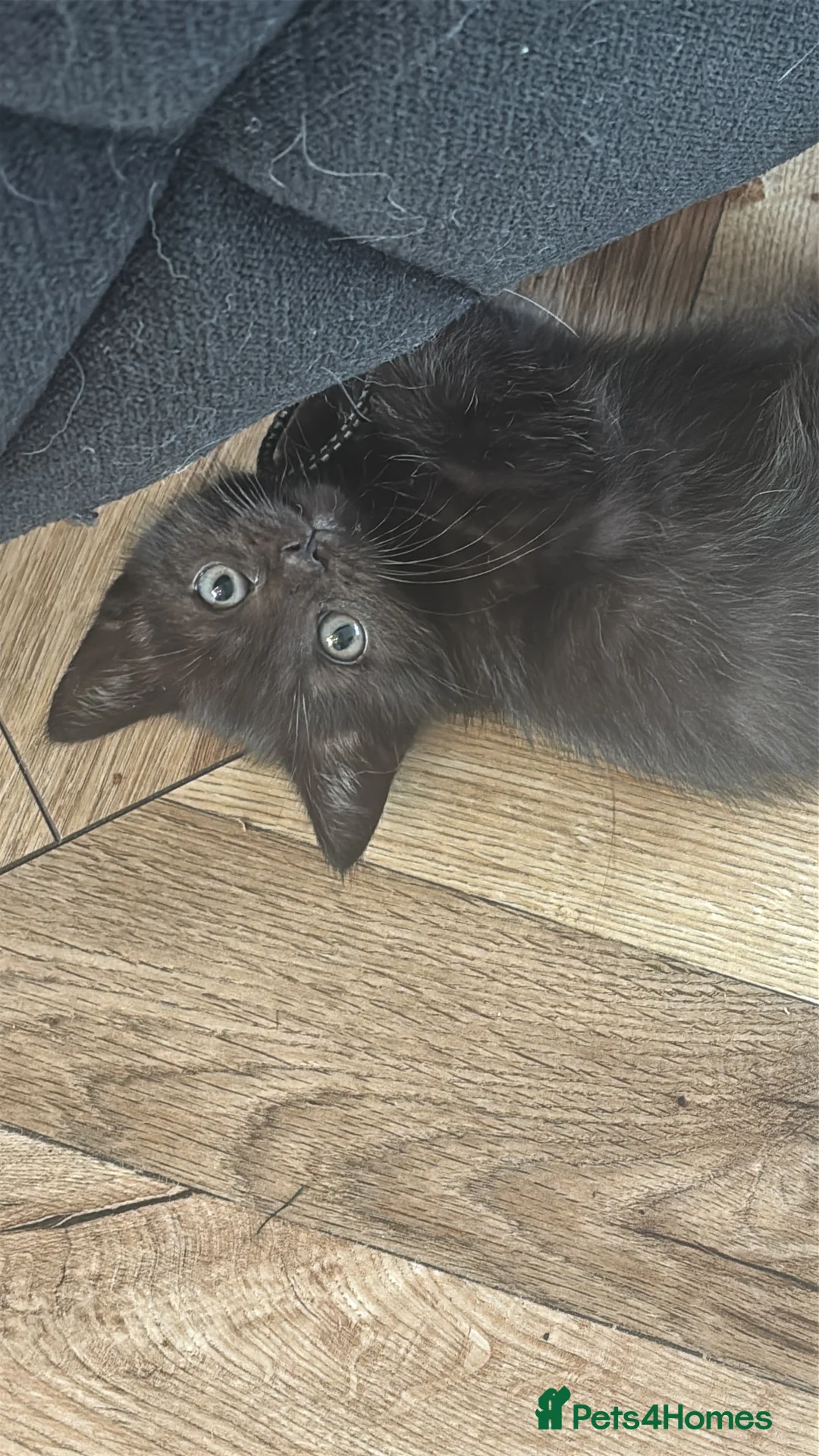 Mixed Breed cats for sale: Ragdoll X British short hair kittens  - Advert 2
