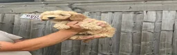 Cockapoo dogs for sale: Beautiful cockapoos ready now - Advert 5