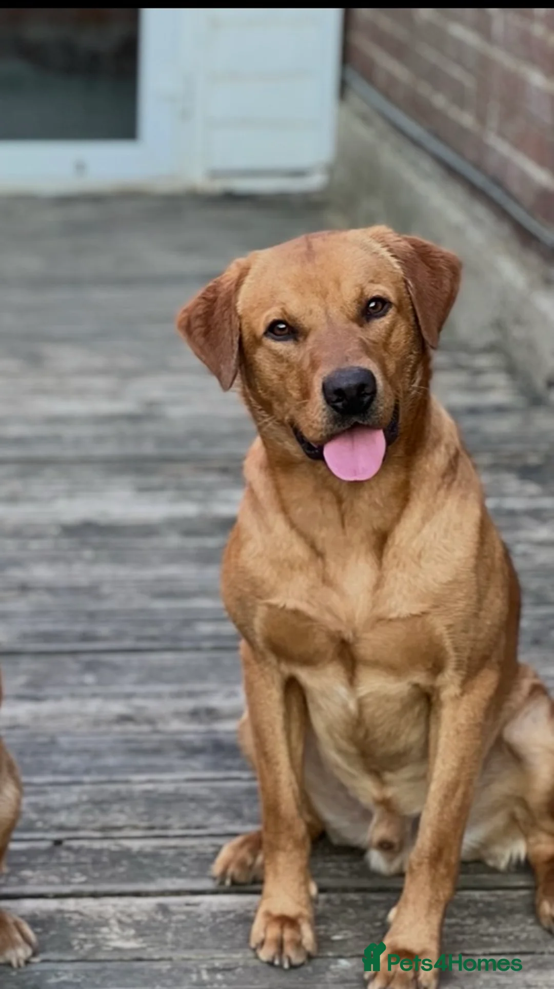 Labrador Retriever dogs for stud: **Fox Red Labrador for Stud** - Advert 3