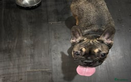 French Bulldog dogs for sale: Lily the frenchie - Image 2