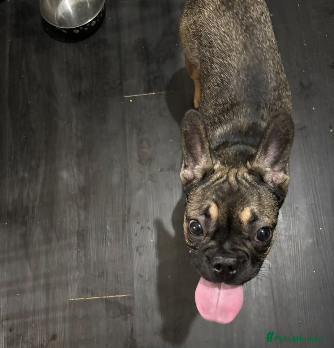 French Bulldog dogs for sale: Lily the frenchie - Image 2