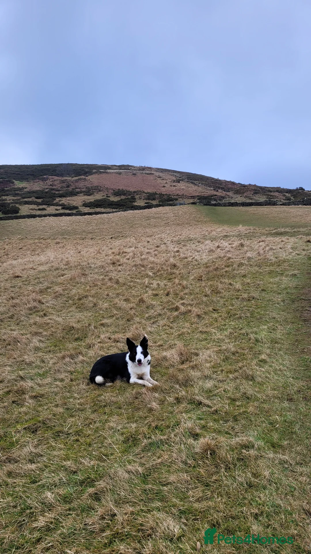 Border Collie dogs for stud: Milo for stud (PROVEN) in Chesterfield - Advert 30