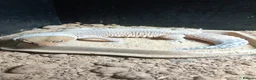 Leopard Gecko reptiles for sale: Leopard gecko  - Advert 4