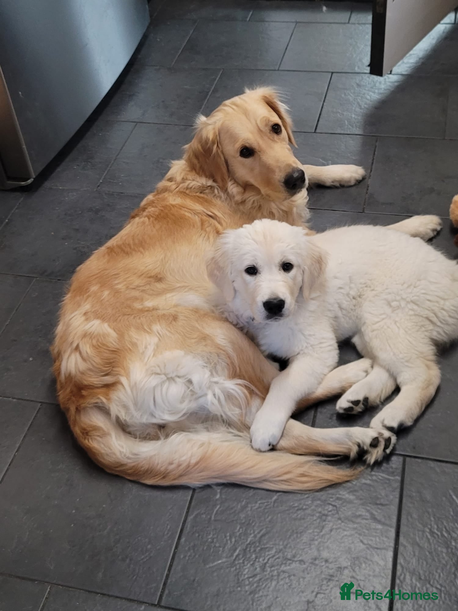 Golden Retriever dogs Beautiful 14 week old Golden Retriever puppy - Advert 5