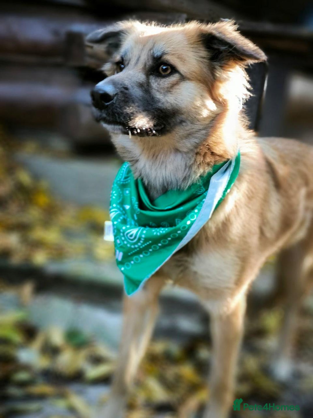 Mixed Breed dogs for adoption: 🐶💖 SOFIE 💖🐶 - Advert 22