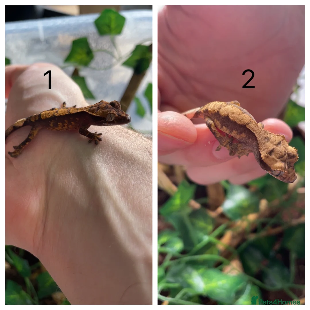 Gecko reptiles for sale: Baby Harley Quinn crested gecko  - Advert 1