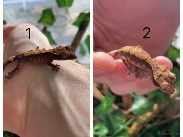 Gecko reptiles for sale: Baby Harley Quinn crested gecko - Advert 1